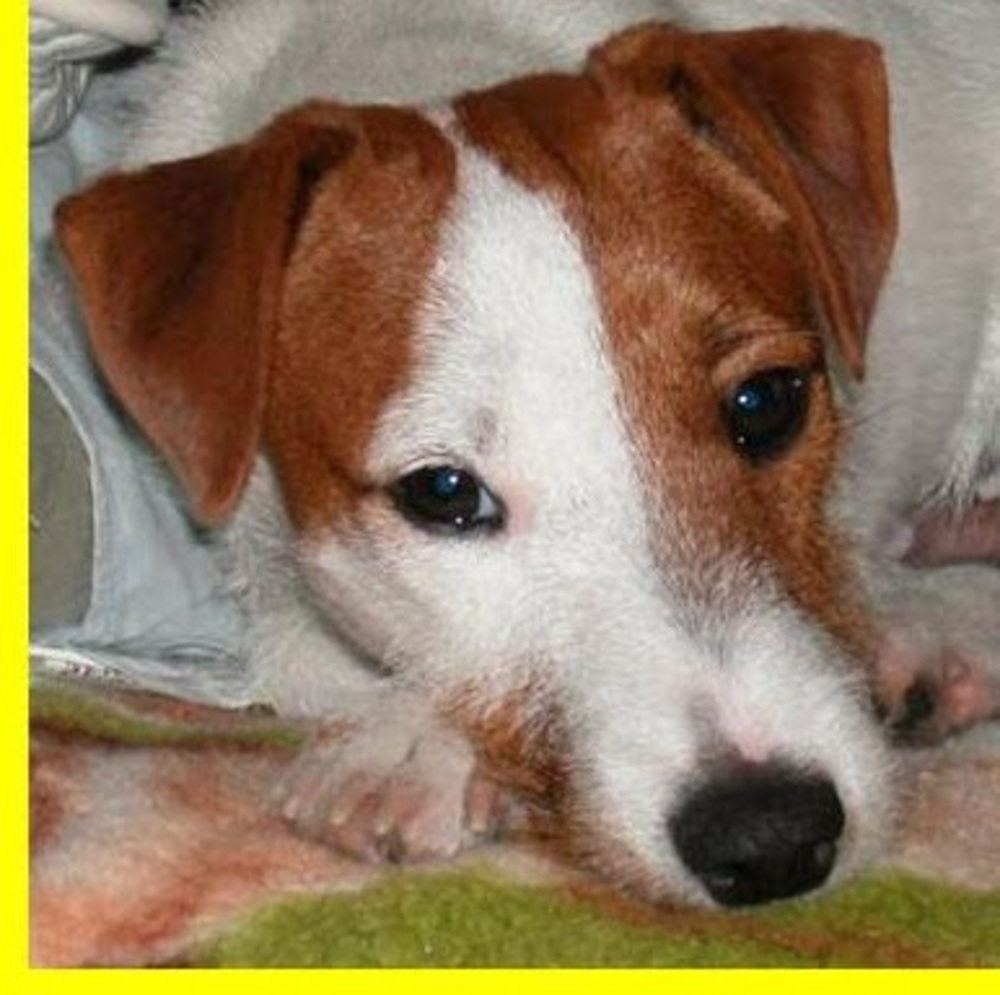 Meet your Posher, Sang